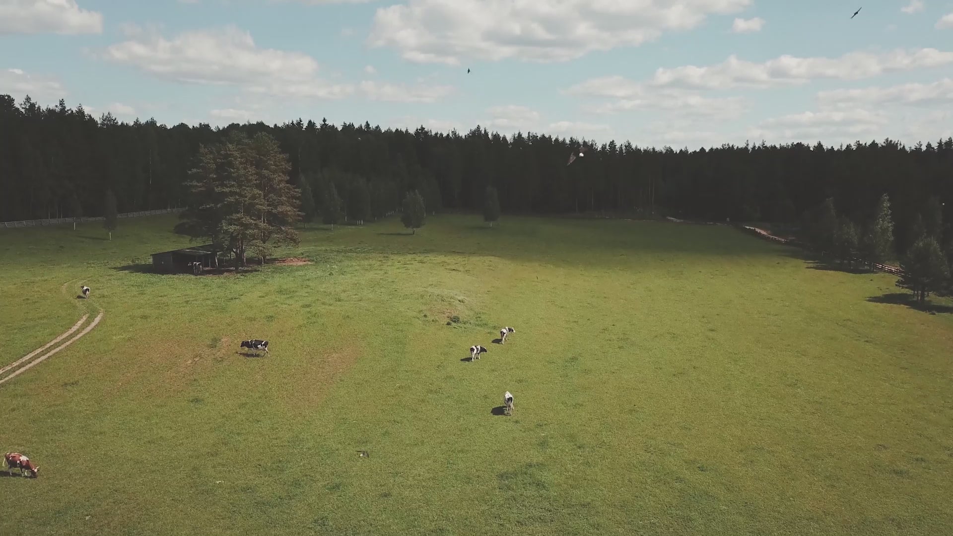 BiOHY professional window cleaner, glass cleaner, window cleaning agent, organic concentrate